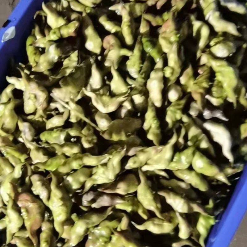 大青菱产地直发中，现采现发，货源充足，物美价廉，欢迎订购