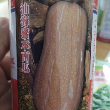 南瓜种子汕海蜜本南瓜瓜皮橙黄色肉厚瓜肉为橙红色