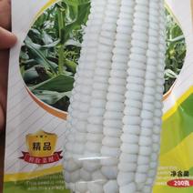 玉米种子香甜糯A8惠圆筒形，鲜穂长25cm左右