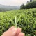 2023年安溪铁观音春茶浓香型茶叶散装批发食用农产品