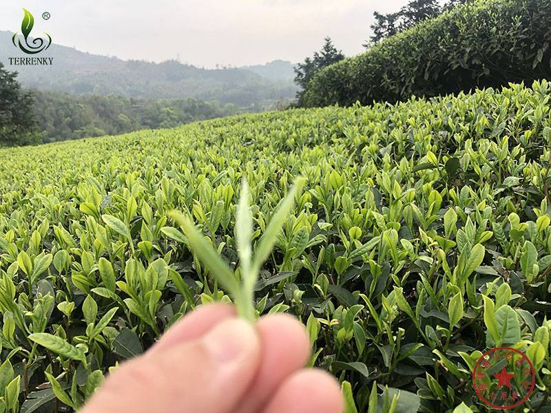 2023年安溪铁观音春茶浓香型茶叶散装批发食用农产品