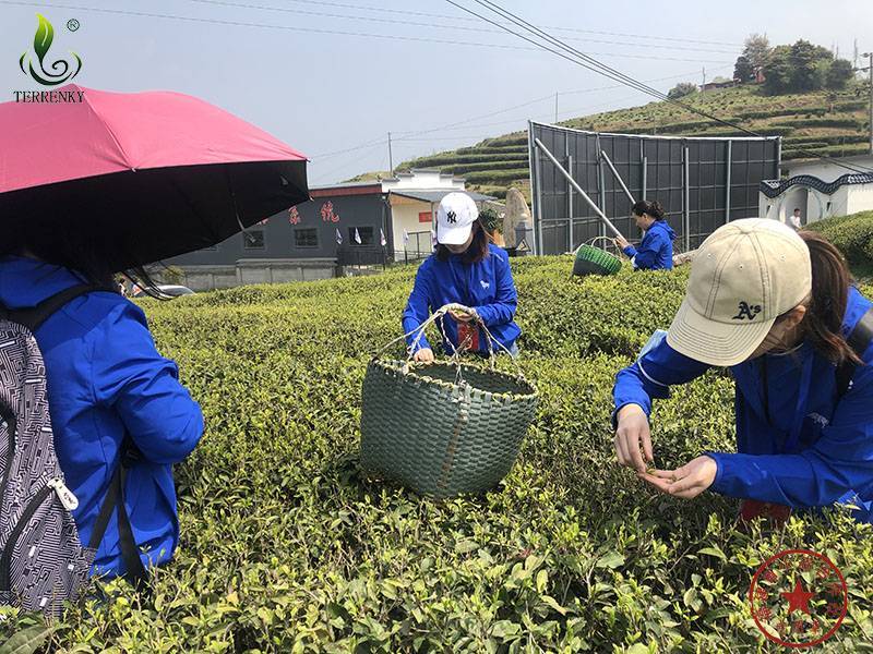 2023年安溪铁观音春茶浓香型茶叶散装批发食用农产品