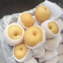 （精选）河北秋月梨大量上市中货源充足价格美丽质量有保证