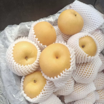 （精选）河北秋月梨大量上市中货源充足价格美丽质量有保证