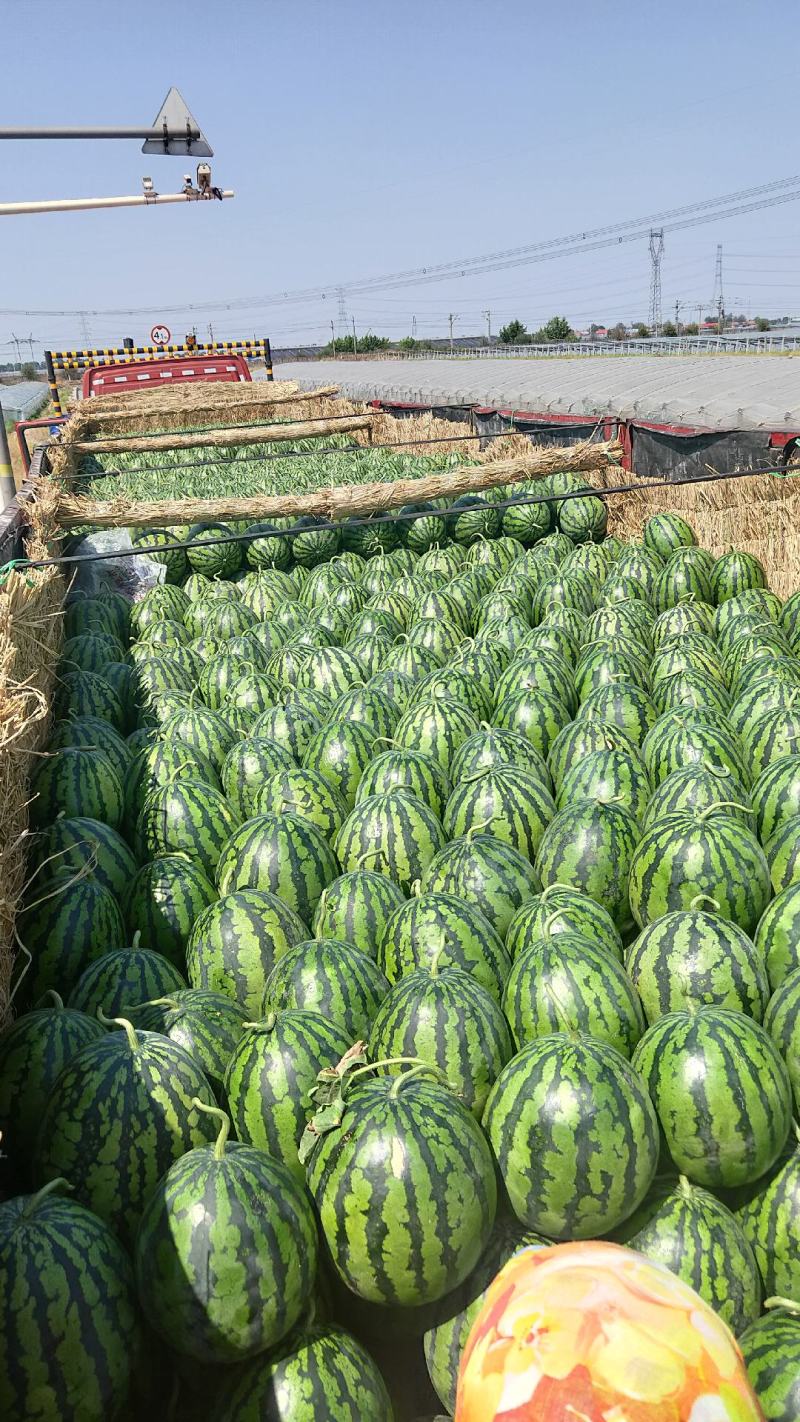 西瓜货源充足量大优惠