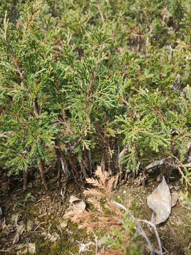 宫版系鱼川真柏自产自销一手货源