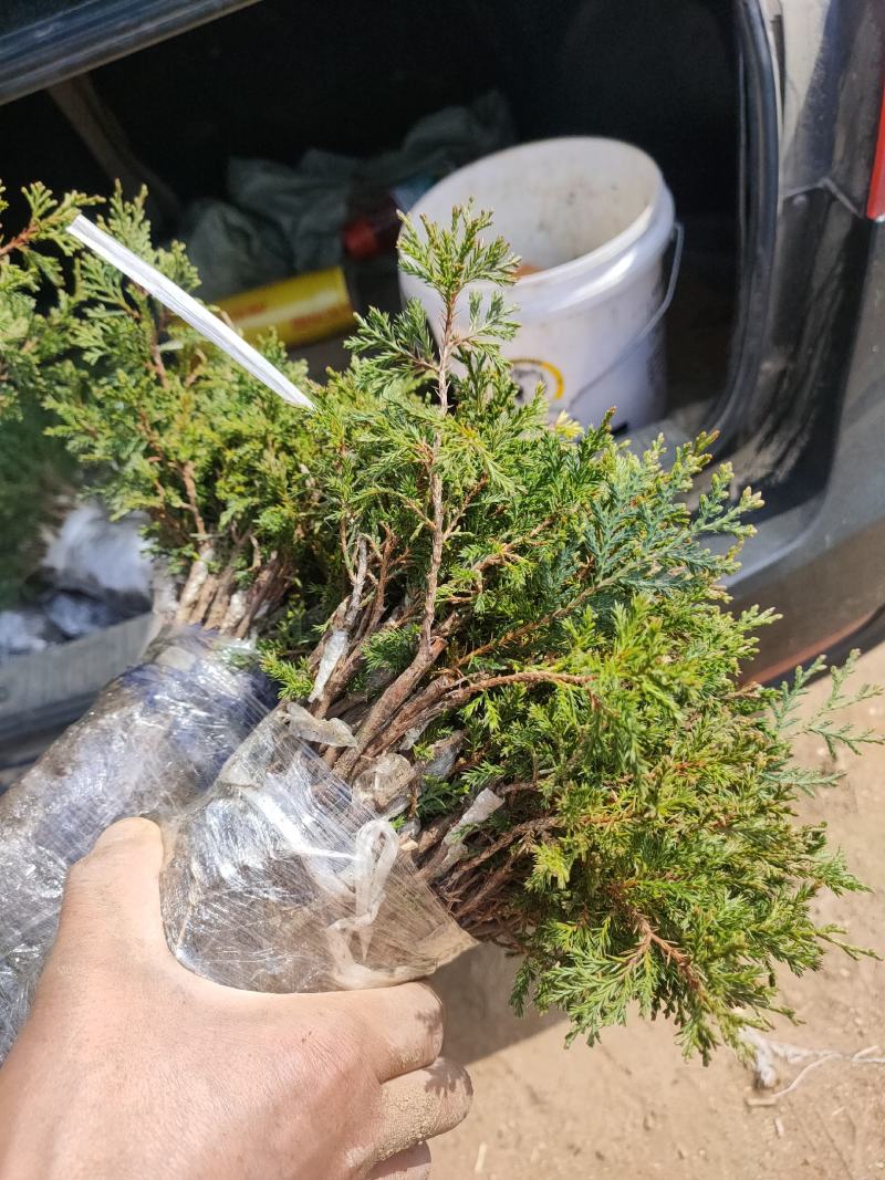 宫版系鱼川真柏自产自销一手货源