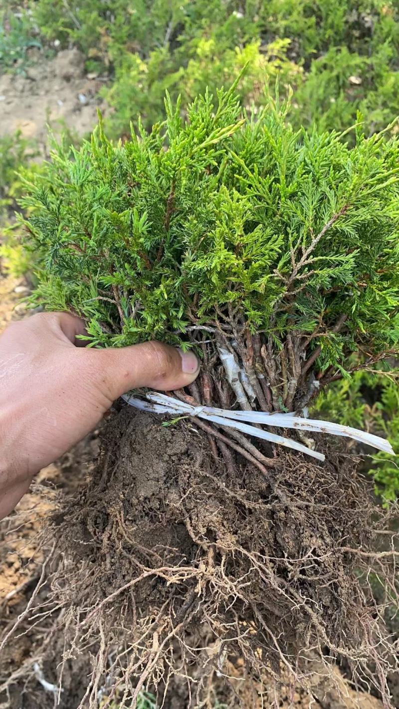 宫版系鱼川真柏自产自销一手货源