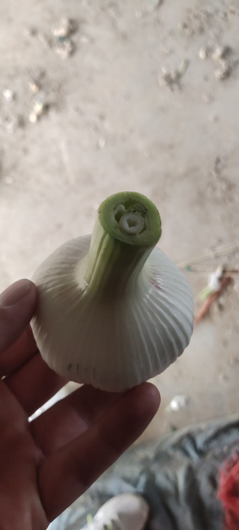 邳州鲜蒜，毛蒜，扒皮鲜蒜紫皮杂交蒜欢迎进店咨询选购