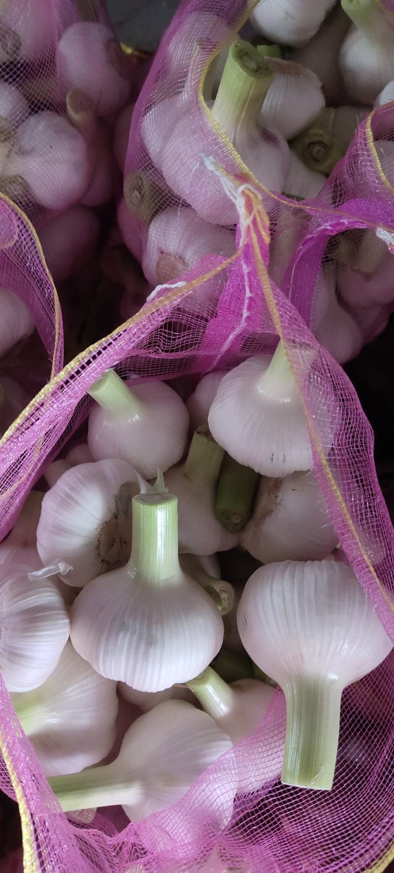 邳州鲜蒜，毛蒜，扒皮鲜蒜紫皮杂交蒜欢迎进店咨询选购