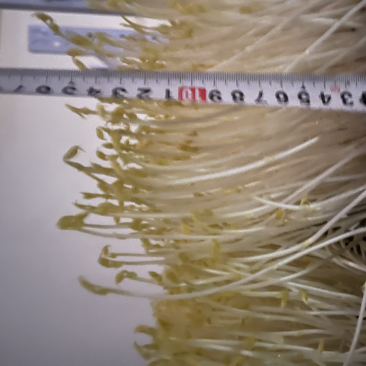豌豆苗