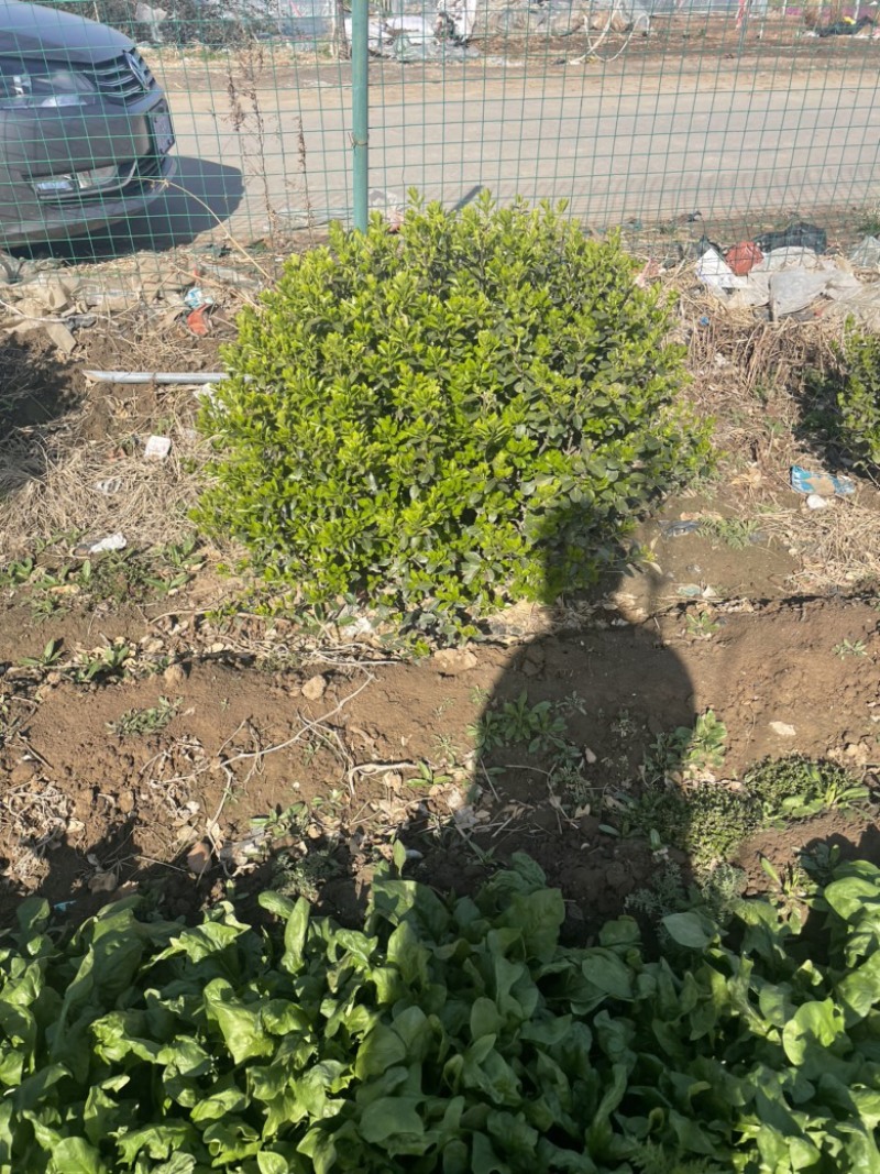 卫矛球