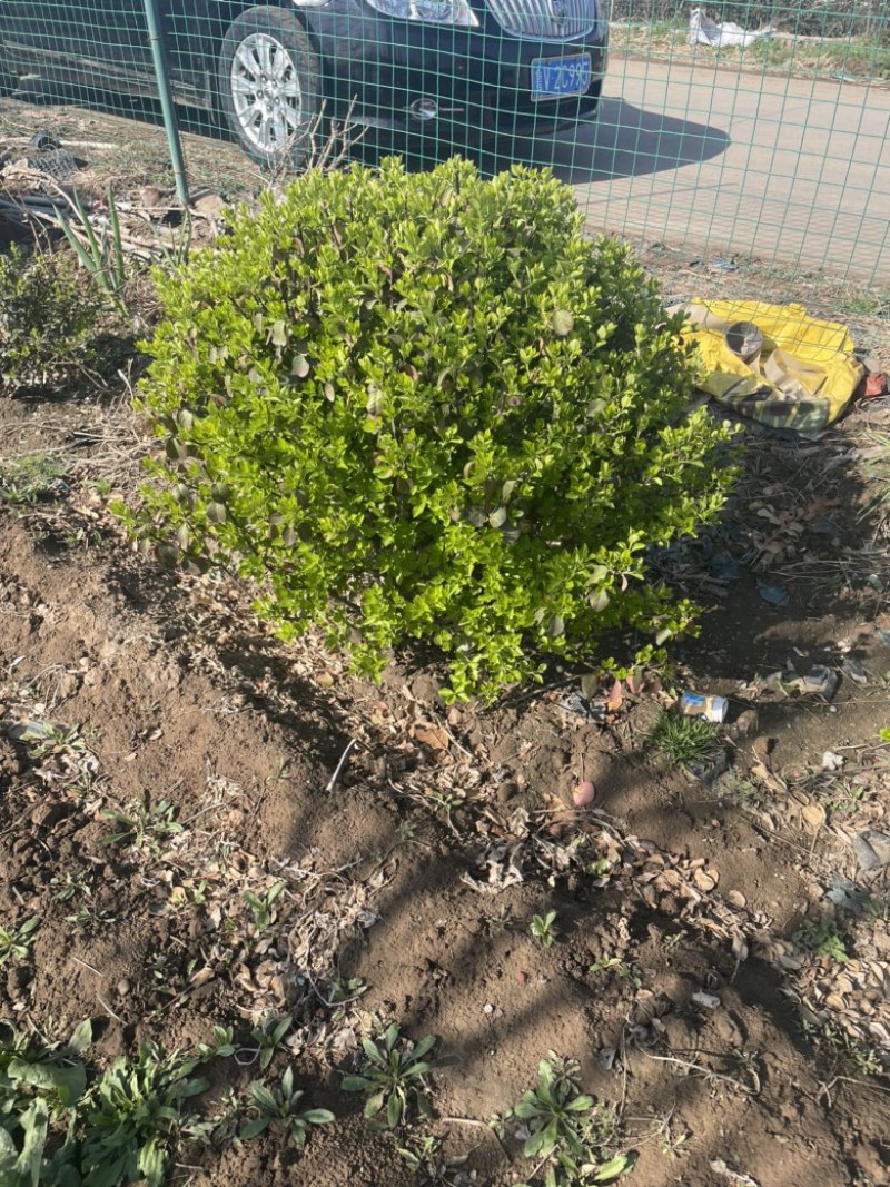 卫矛球