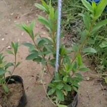 自家基地大量自产自销毛杜鹃