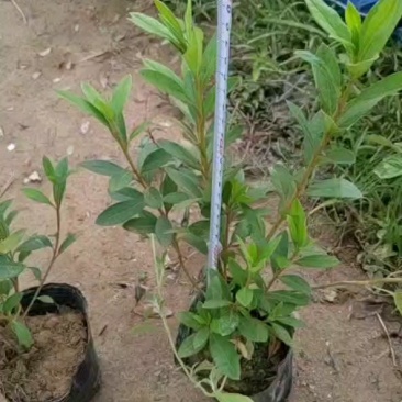 自家基地大量自产自销毛杜鹃