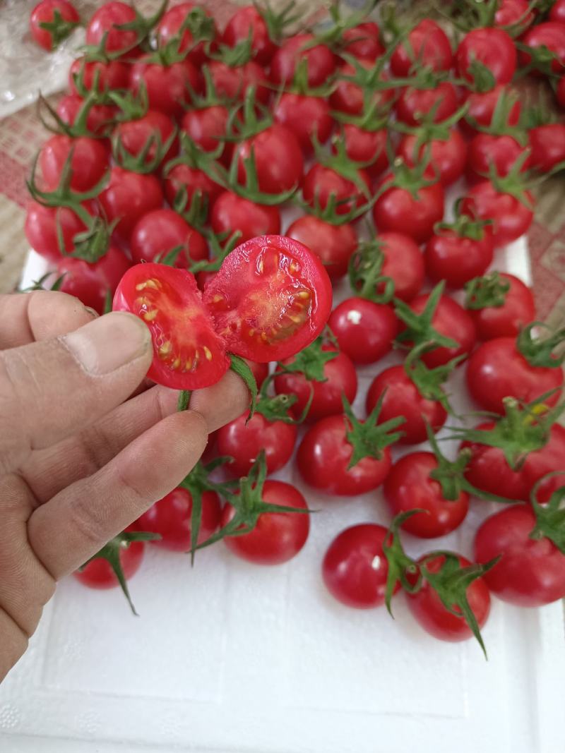 【精品】圣女果小番茄，现摘现发，货源充足，大量从优