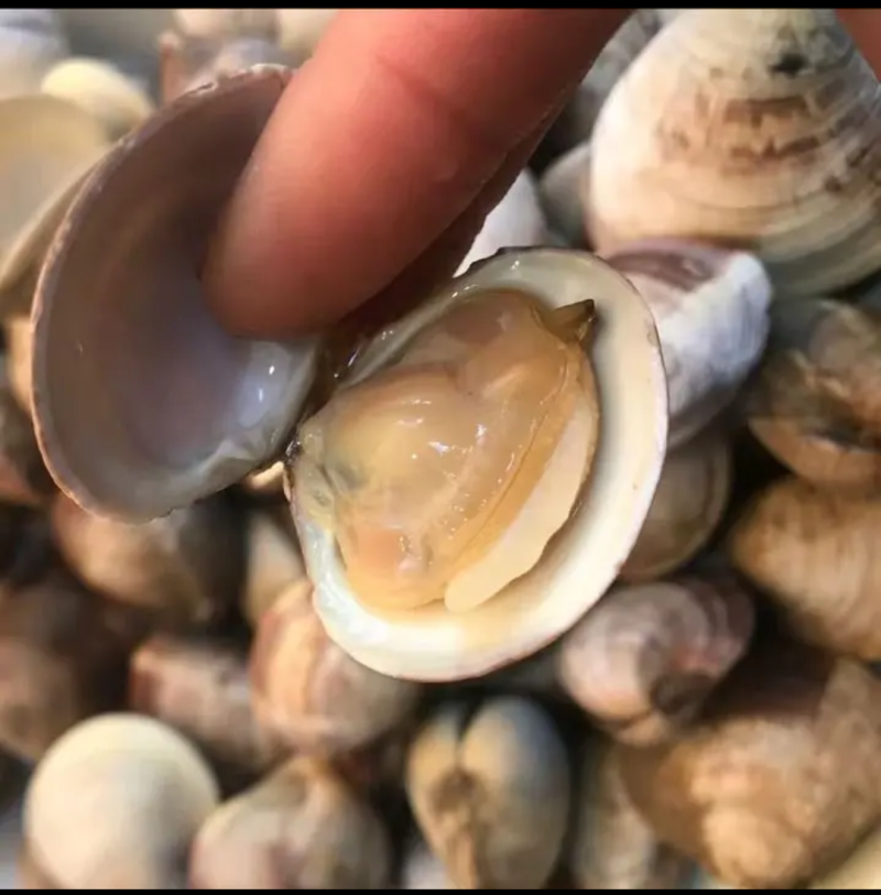 美贝四不像连云港本地美贝。量大优惠