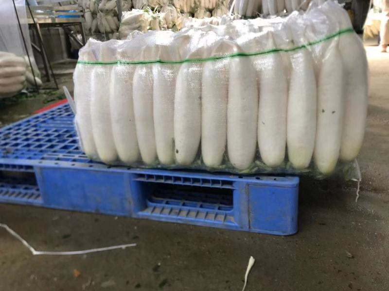 【精白萝卜】萝卜产地供应，看货论价，保质保量，欢迎订购