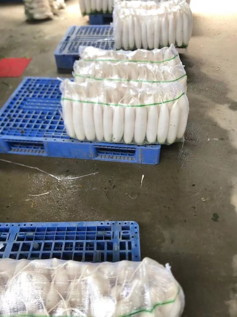 【精白萝卜】萝卜产地供应，看货论价，保质保量，欢迎订购