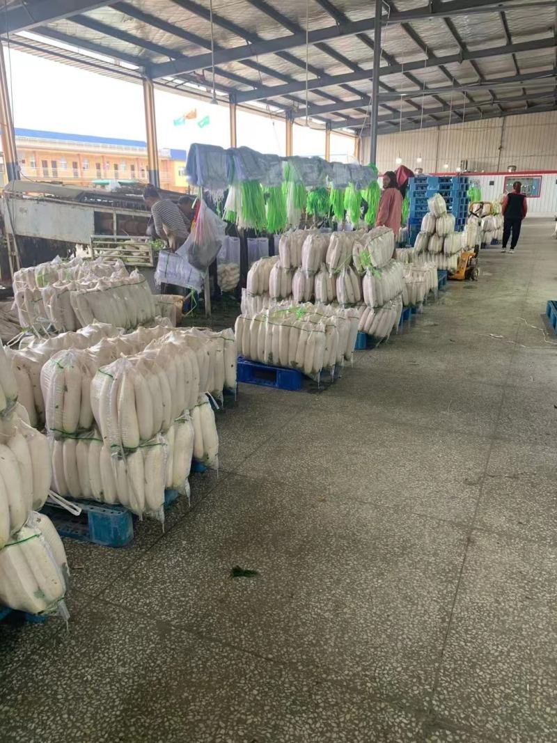 【精白萝卜】萝卜产地供应，看货论价，保质保量，欢迎订购