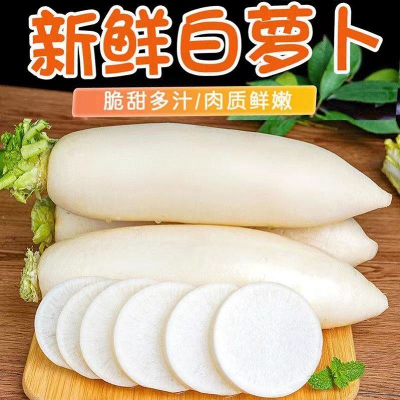 【精白萝卜】萝卜产地供应，看货论价，保质保量，欢迎订购