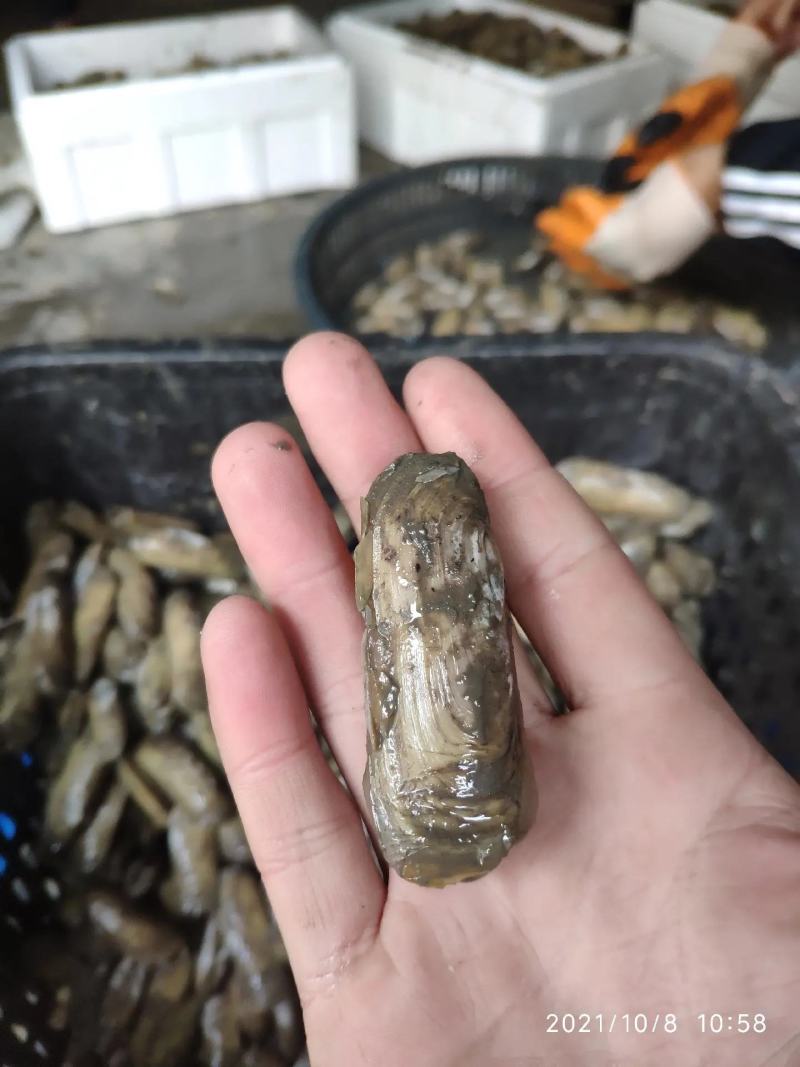 连云港本地泥蛏各种贝类可拼装发货产地冷链直发