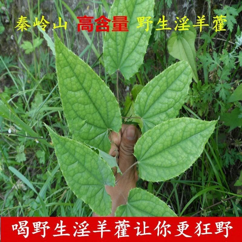 甘肃柔毛淫羊藿苗子绒毛淫羊藿甘肃淫羊藿小叶淫羊藿