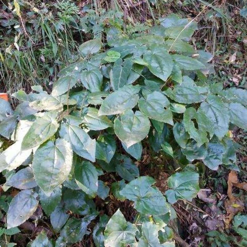 甘肃柔毛淫羊藿苗子绒毛淫羊藿甘肃淫羊藿小叶淫羊藿