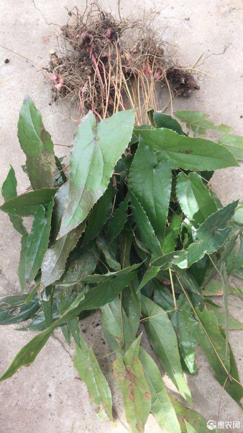 甘肃柔毛淫羊藿苗子绒毛淫羊藿甘肃淫羊藿小叶淫羊藿