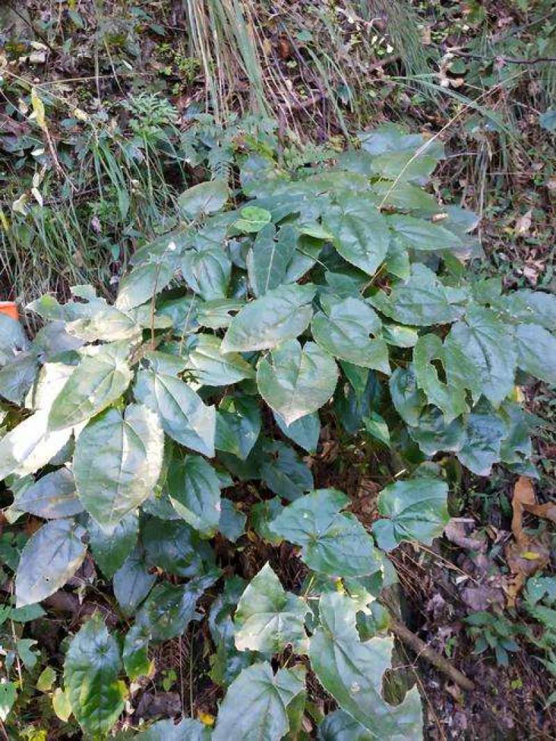 甘肃柔毛淫羊藿苗子绒毛淫羊藿甘肃淫羊藿小叶淫羊藿