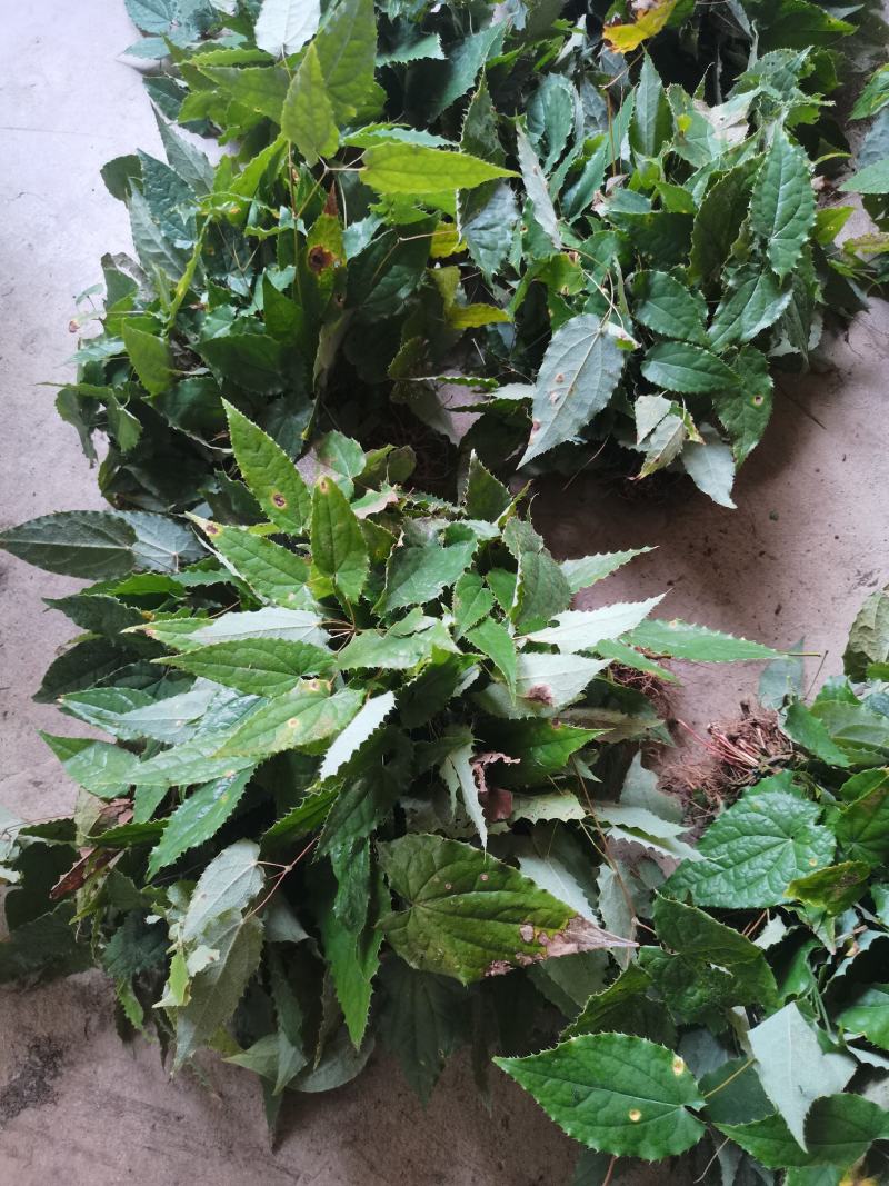 甘肃柔毛淫羊藿苗子绒毛淫羊藿甘肃淫羊藿小叶淫羊藿