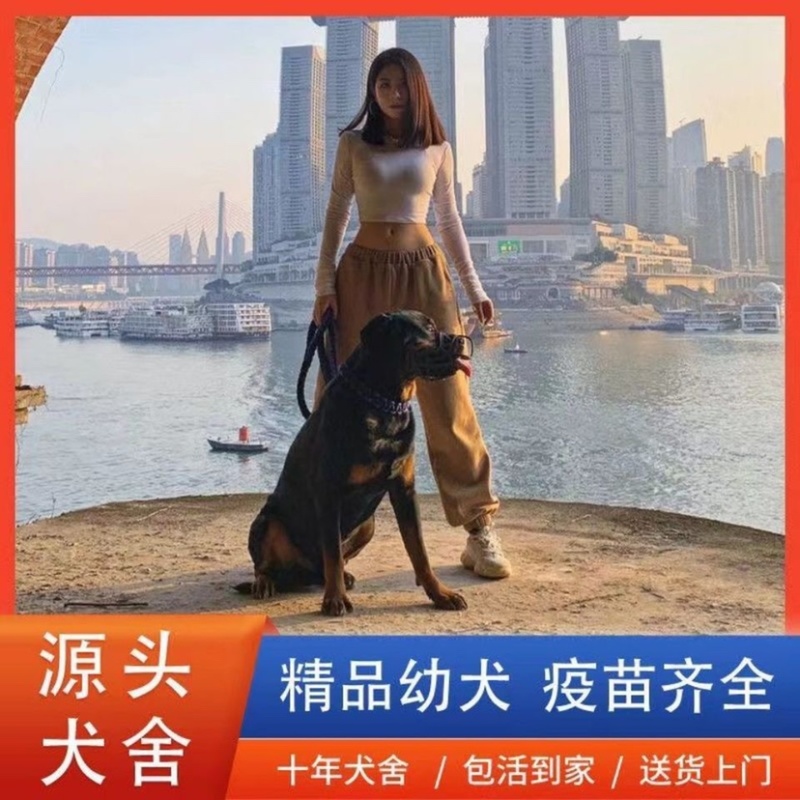 【精品】罗威纳纯种活体幼犬幼崽伪凶猛犬看家护卫伴侣狗狗