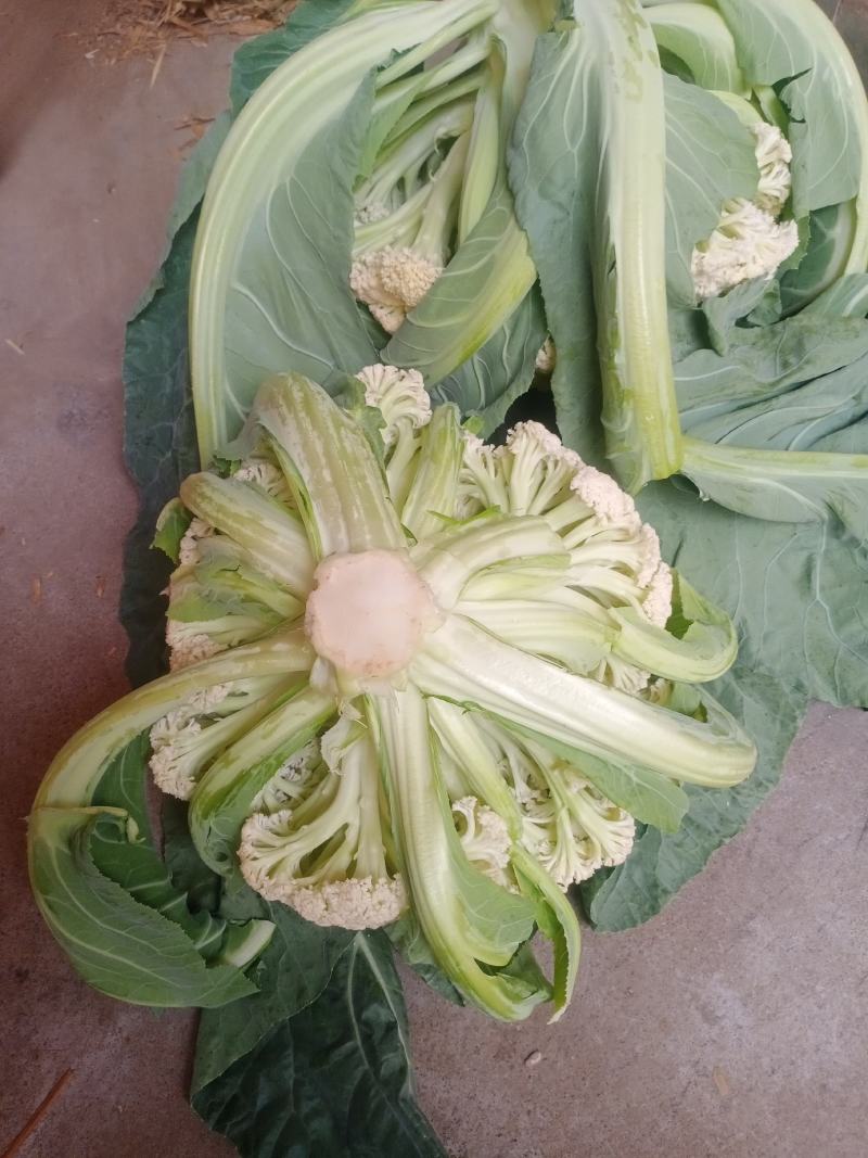 有机花