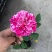 玫瑰花苗老桩四季开花浓香盆栽花卉月季大花阳台室内外观花绿