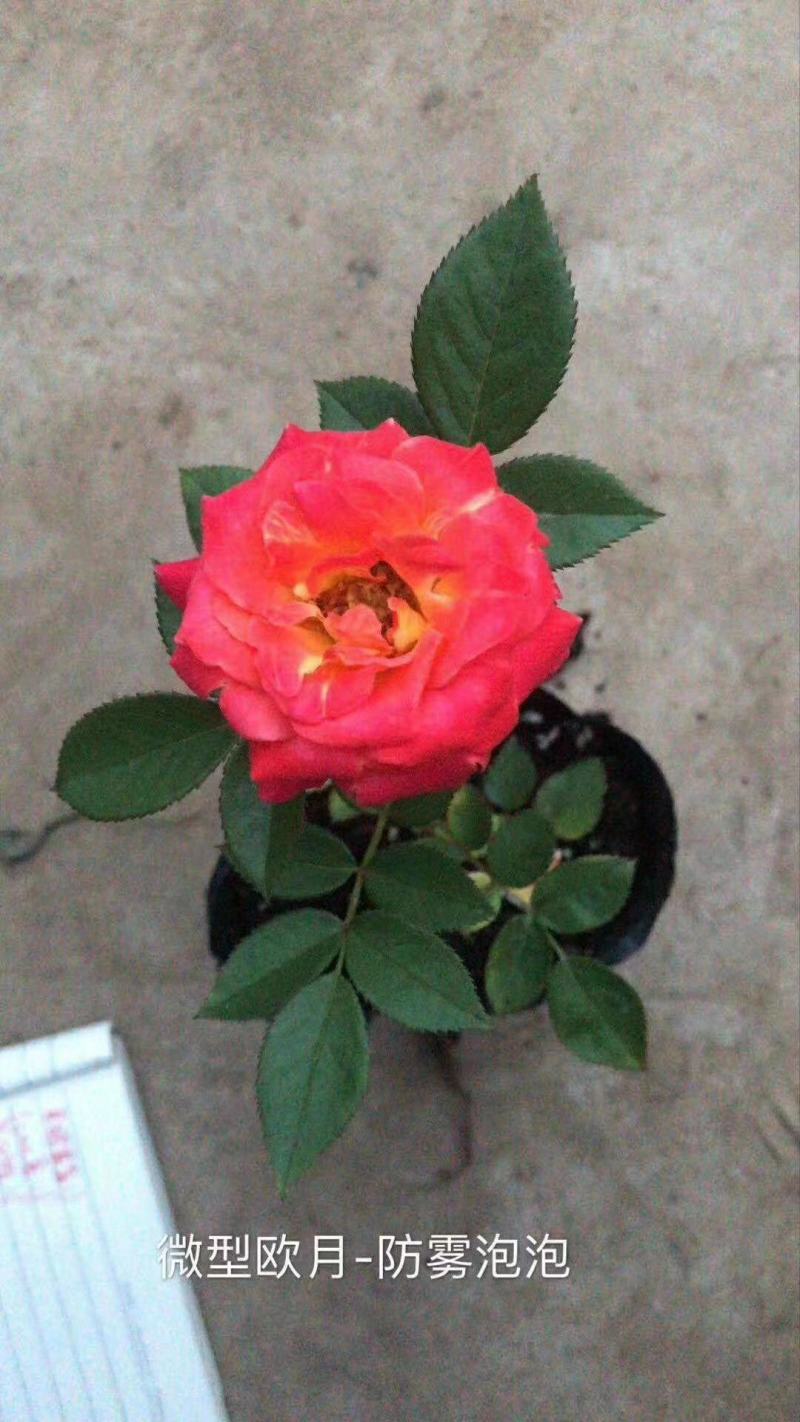 玫瑰花苗老桩四季开花浓香盆栽花卉月季大花阳台室内外观花绿