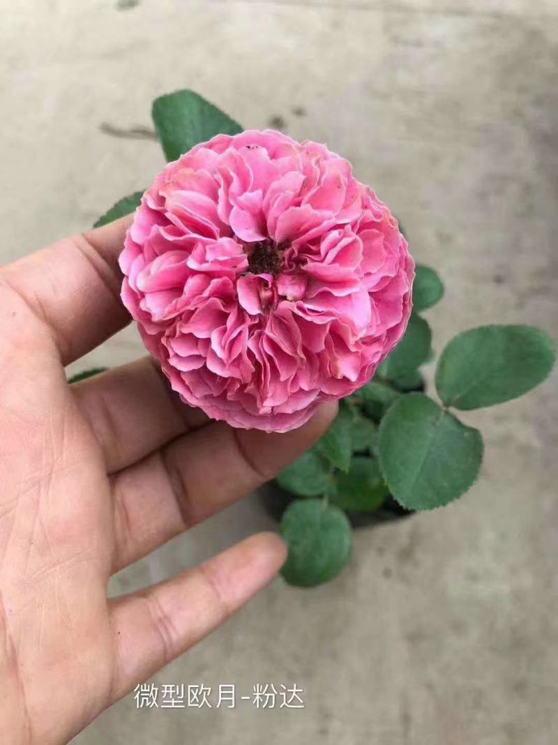 玫瑰花苗老桩四季开花浓香盆栽花卉月季大花阳台室内外观花绿