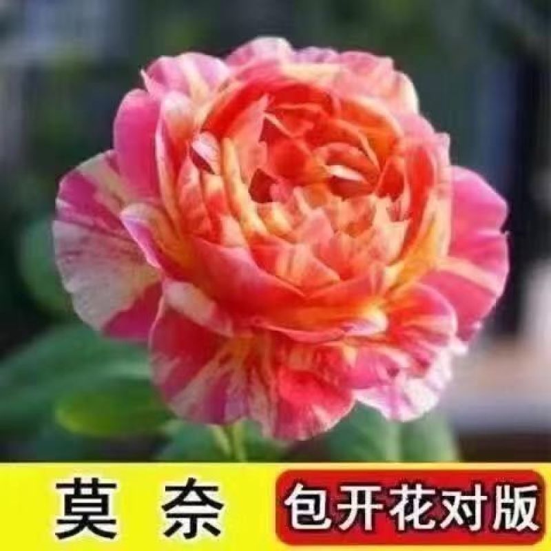 玫瑰花苗老桩四季开花浓香盆栽花卉月季大花阳台室内外观花绿
