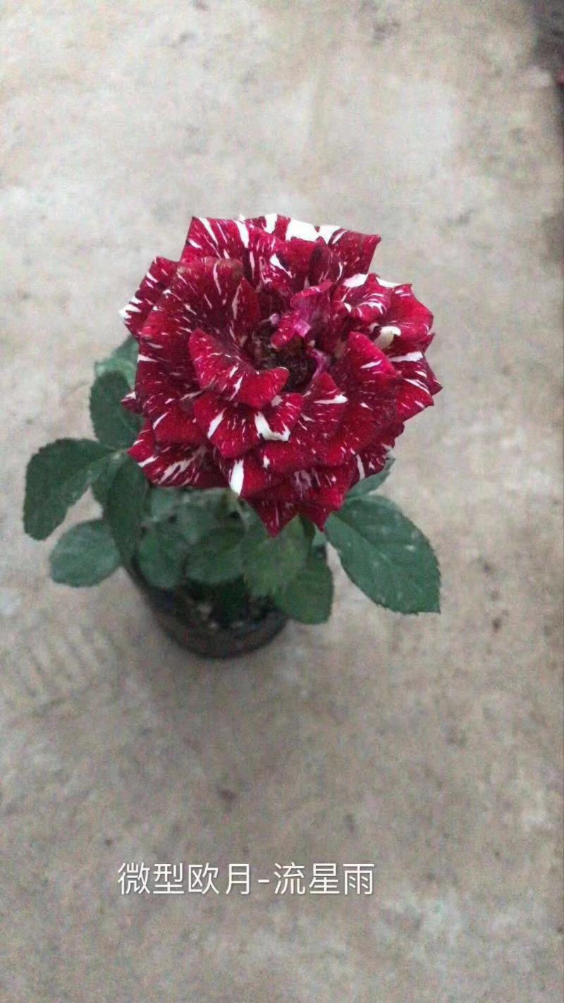 玫瑰花苗老桩四季开花浓香盆栽花卉月季大花阳台室内外观花绿
