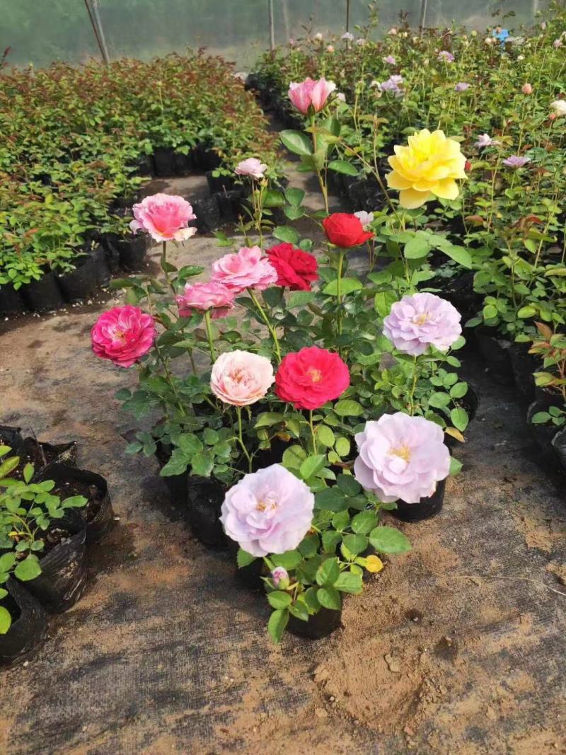 玫瑰花苗老桩四季开花浓香盆栽花卉月季大花阳台室内外观花绿