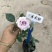 玫瑰花苗老桩四季开花浓香盆栽花卉月季大花阳台室内外观花绿