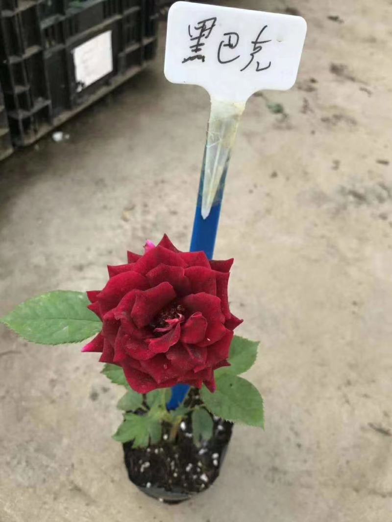 玫瑰花苗老桩四季开花浓香盆栽花卉月季大花阳台室内外观花绿