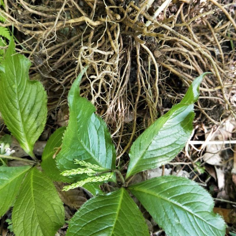 四块瓦纯野生大山货四大天王干货鲜货