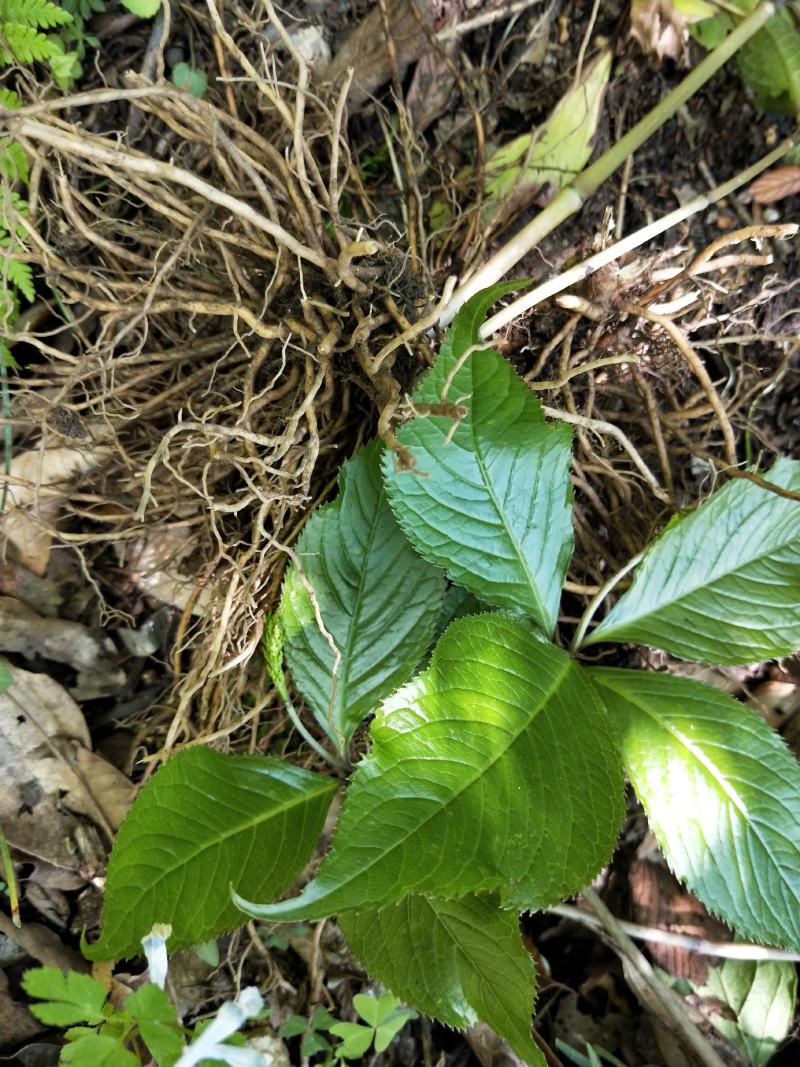 四块瓦纯野生大山货四大天王干货鲜货