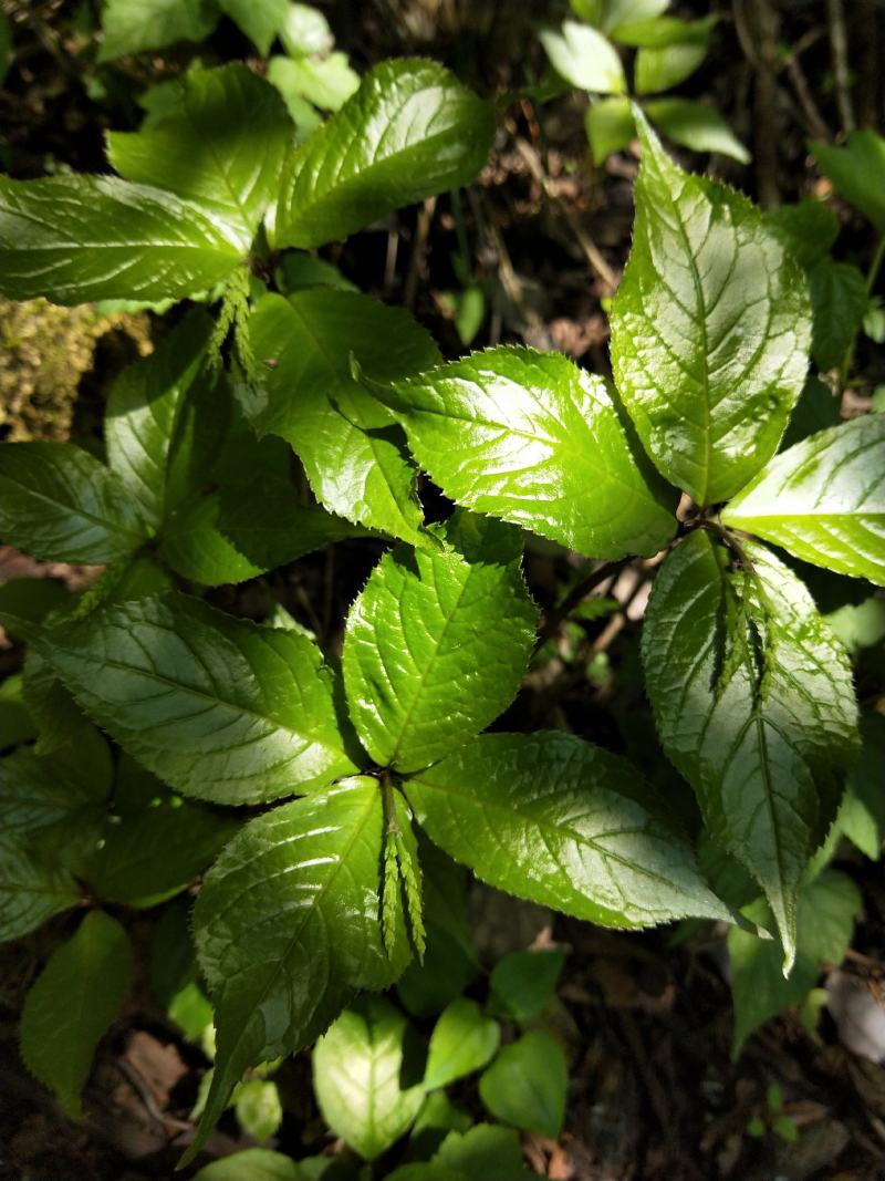 四块瓦纯野生大山货四大天王干货鲜货