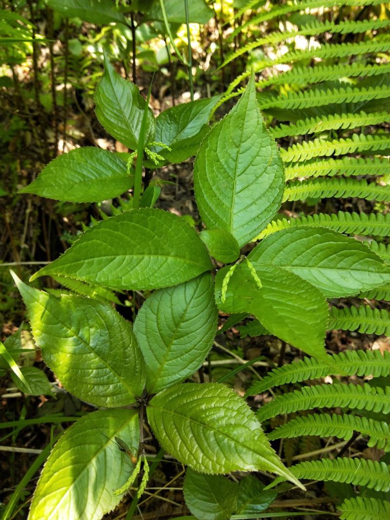 四块瓦纯野生大山货四大天王干货鲜货