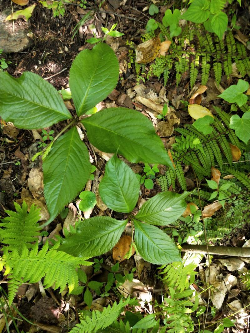 四块瓦纯野生大山货四大天王干货鲜货