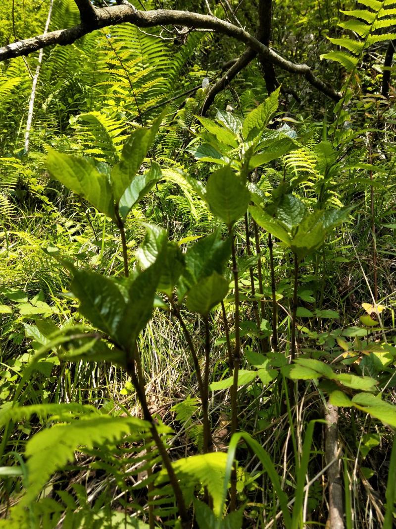 四块瓦纯野生大山货四大天王干货鲜货