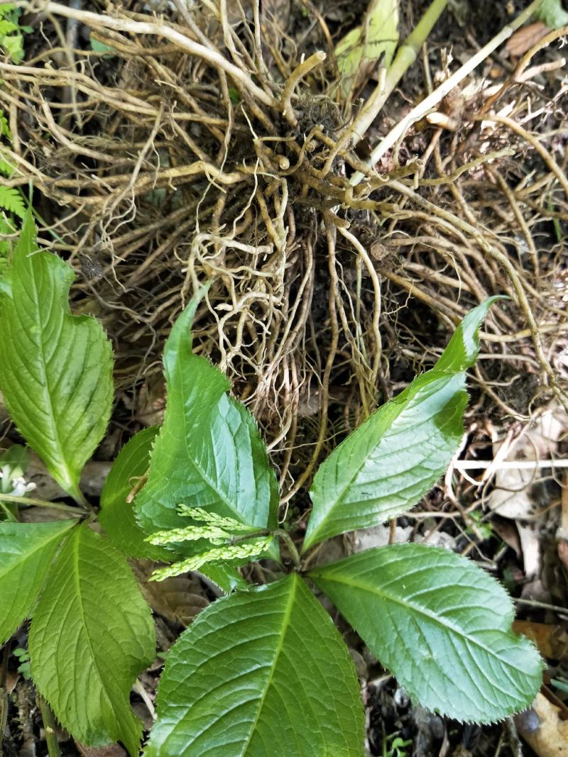 四块瓦纯野生大山货四大天王干货鲜货