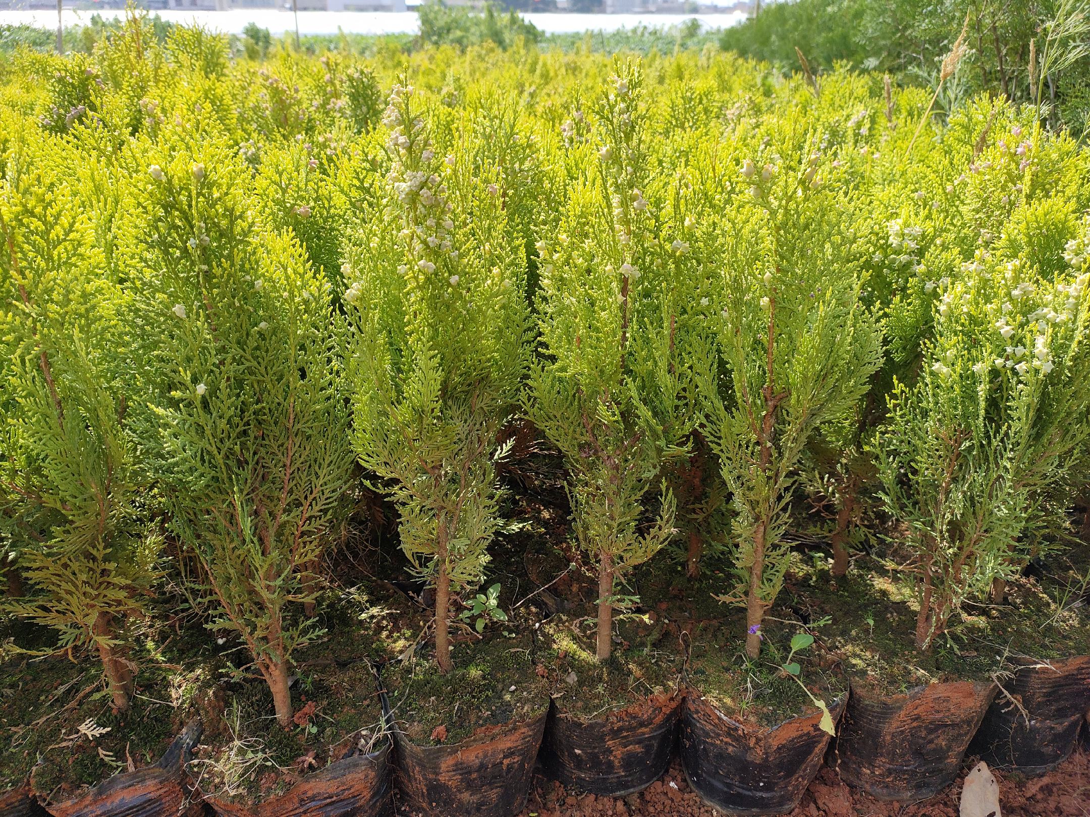 侧柏家庭种植成功实例照片