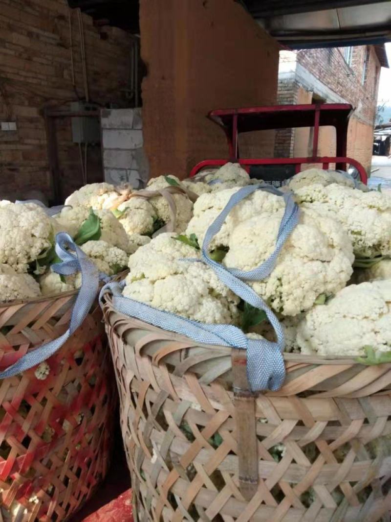 高山精品有机花菜海拨1300米以上诚信经营可视频看货